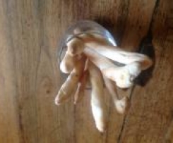 Gressins au thym Gressins-au-thym